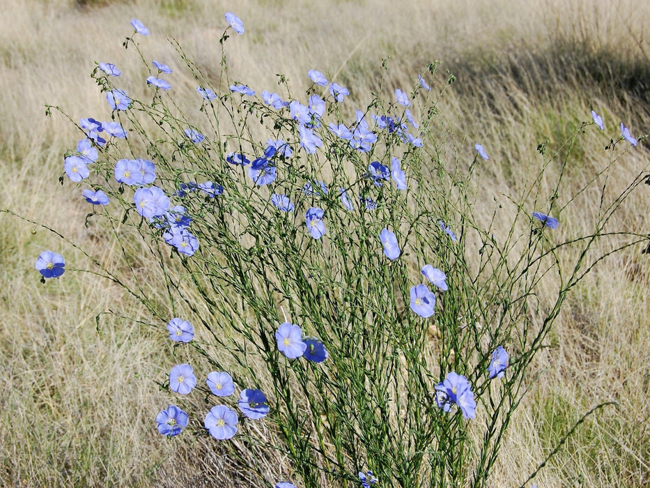 flax seeds plant Wild Blue Flax Seeds (Linum lewisii)