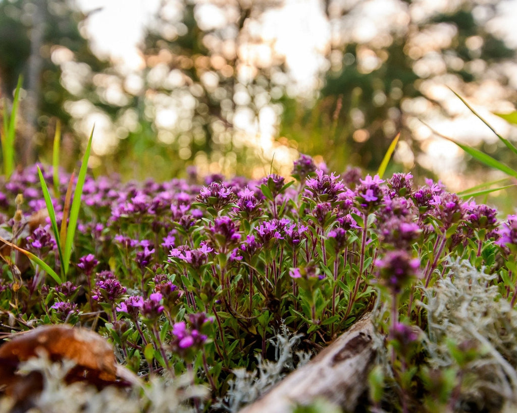 thyme seeds for planting Wild Creeping Thyme Seeds (Thymus serpyllum) — Northwest Meadowscapes