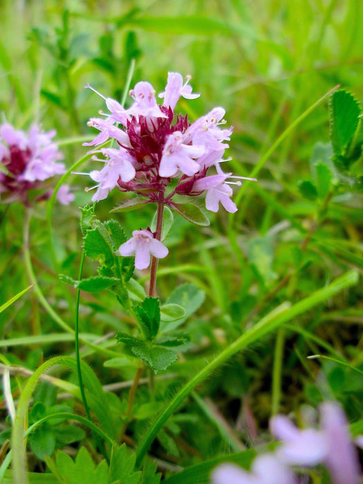 creeping thyme seeds or plants Wild Creeping Thyme Seeds (Thymus serpyllum)