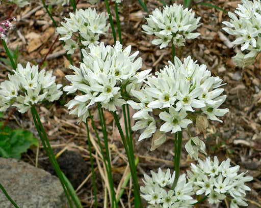 Wild Hyacinth Seeds (Triteleia hyacinthina) - Northwest Meadowscapes