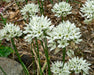Wild Hyacinth Seeds (Triteleia hyacinthina) - Northwest Meadowscapes