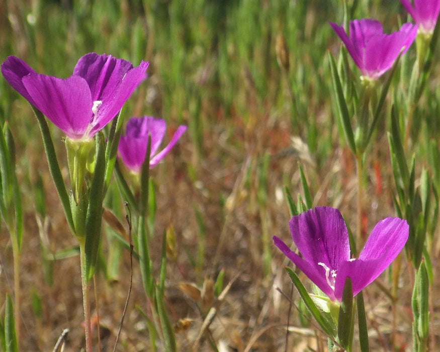 Winecup Clarkia Seeds (Clarkia purpurea)