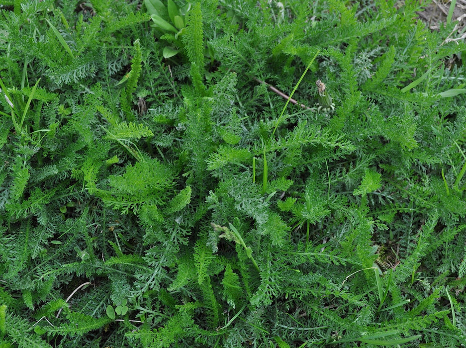 Yaak (Turf-Type) Yarrow Seeds (Achillea millefolium var. ‘yaak’) - Northwest Meadowscapes