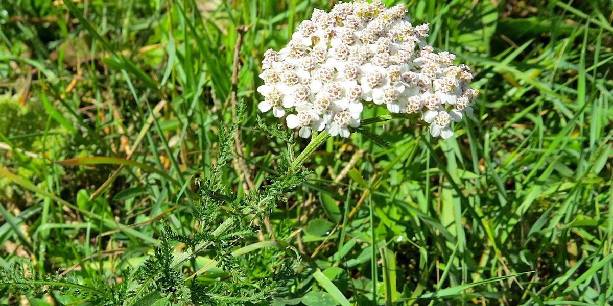 yarrow from seed to flower Yaak (Turf-Type) Yarrow Seeds (Achillea millefolium var. 'yaak') — Northwest Meadowscapes