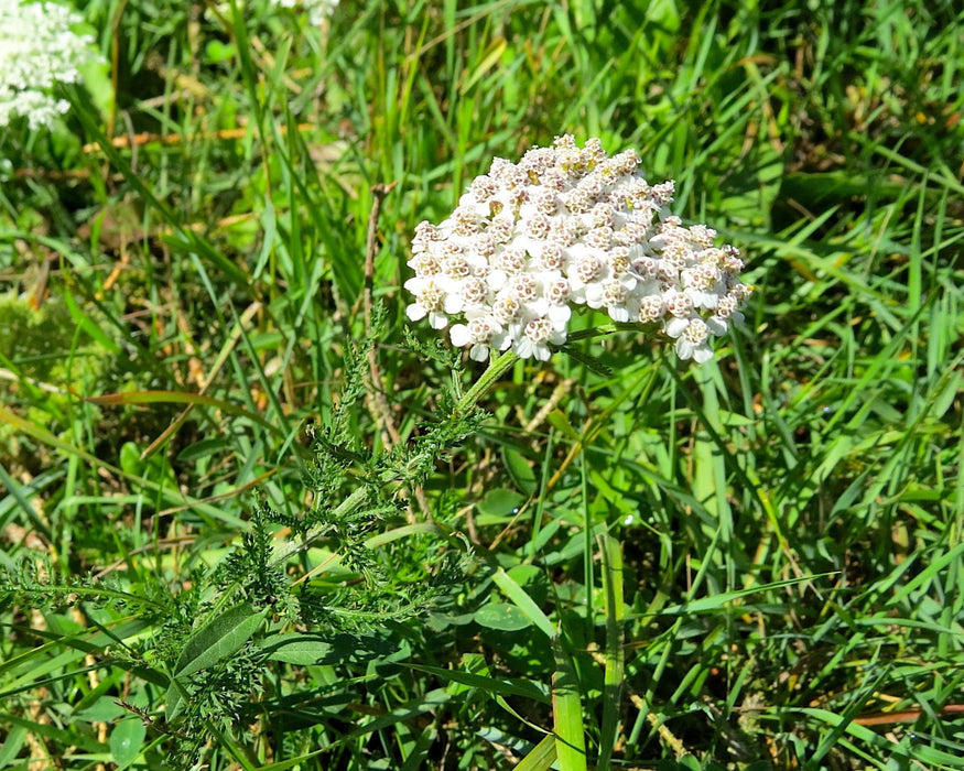 Yaak (Turf-Type) Yarrow Seeds (Achillea millefolium var. ‘yaak’) - Northwest Meadowscapes