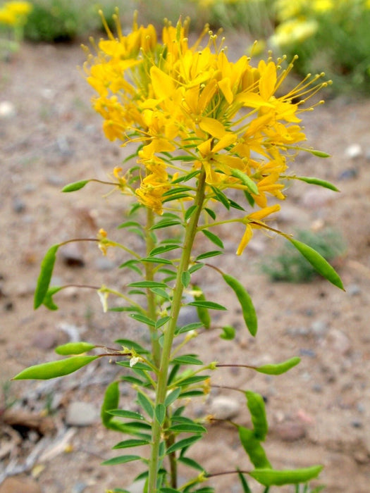 bee plant seeds Yellow Bee Plant Seeds (Peritoma lutea)