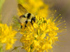 Yellow Bee Plant Seeds (Peritoma lutea) - Northwest Meadowscapes