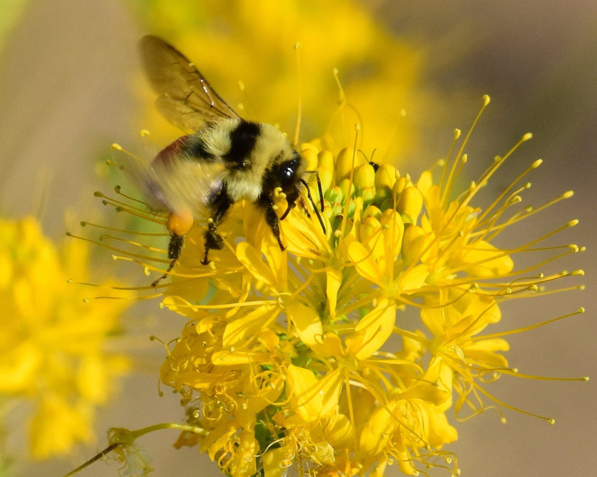 yellow seed plant Yellow Bee Plant Seeds (Peritoma lutea) — Northwest Meadowscapes