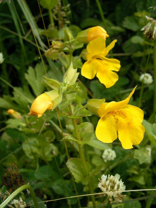 Yellow Monkeyflower Seeds (Erythranthe guttata)