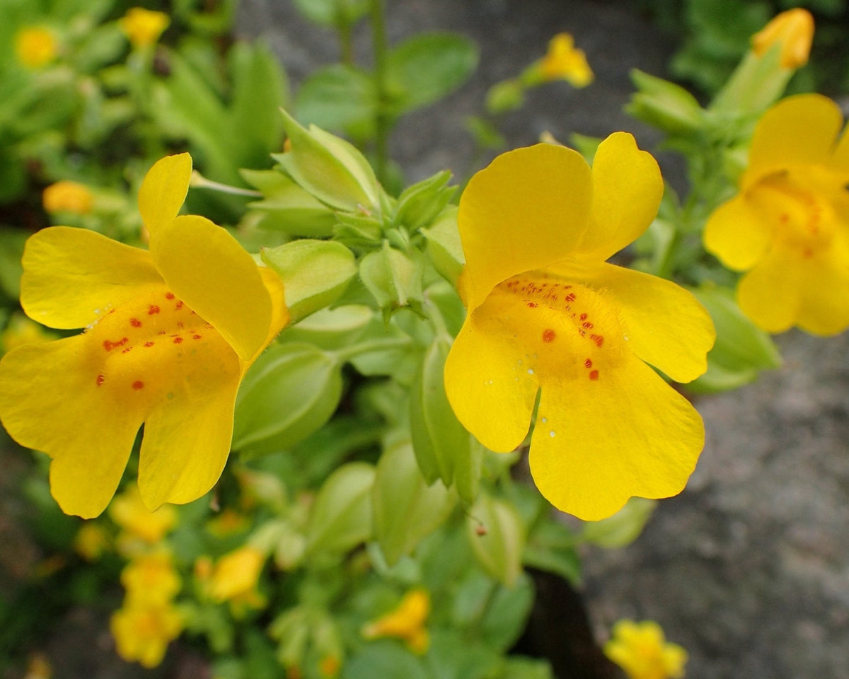 monkey plant seeds Yellow Monkeyflower Seeds (Erythranthe guttata) — Northwest Meadowscapes