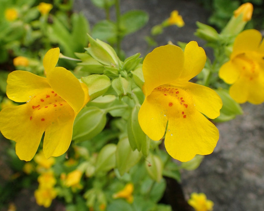 yellow flower seeds Yellow Monkeyflower Seeds (Erythranthe guttata) — Northwest Meadowscapes