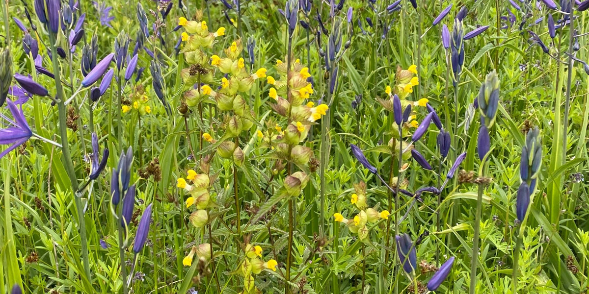 Yellow Rattle Seeds (Rhinanthus minor) — Northwest Meadowscapes