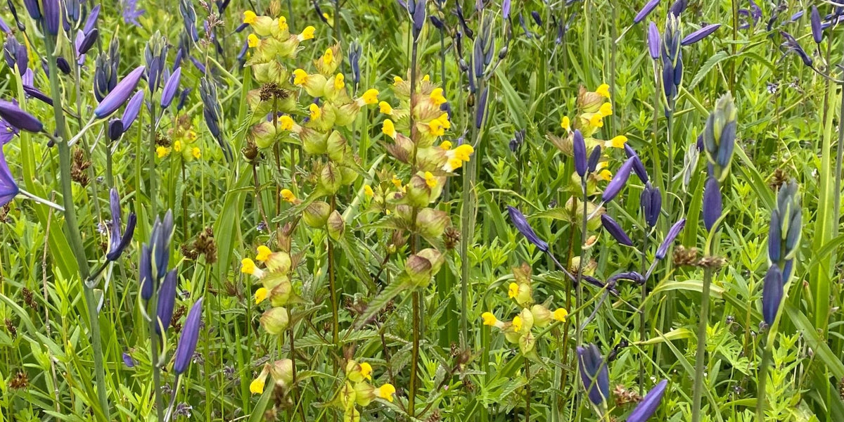 yellow rattle wildflower seeds Yellow Rattle Seeds (Rhinanthus minor)