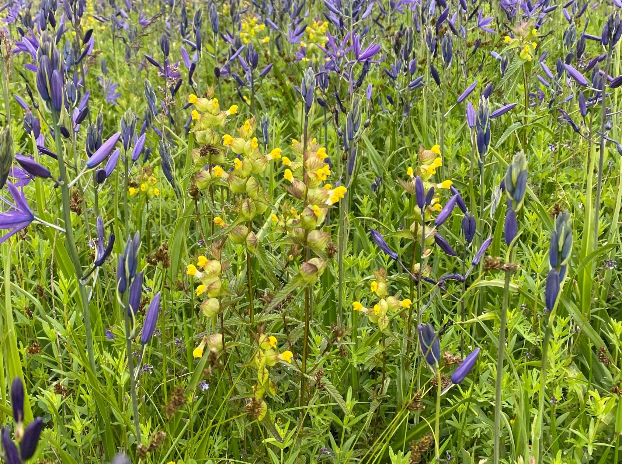 Yellow Rattle Seeds (Rhinanthus minor) — Northwest Meadowscapes