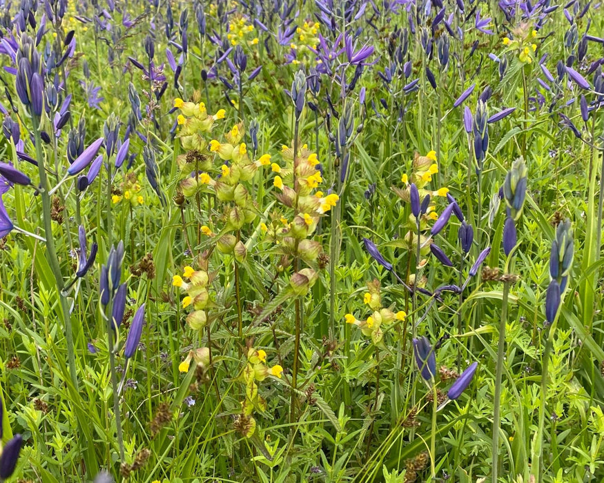 Yellow Rattle Seeds (Rhinanthus minor)