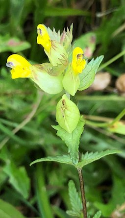 Yellow Rattle Seeds (Rhinanthus minor) — Northwest Meadowscapes