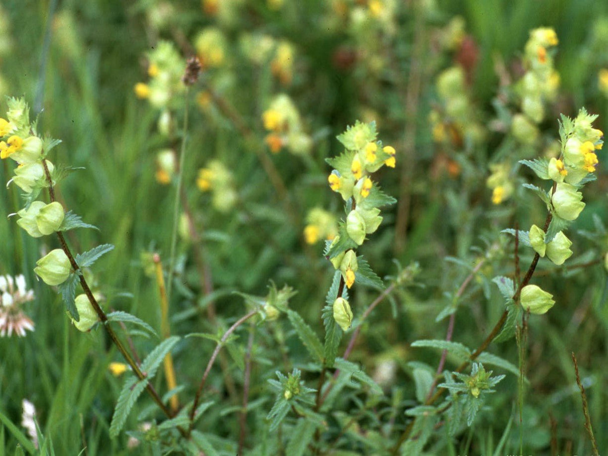 Yellow Rattle Seeds (Rhinanthus minor) — Northwest Meadowscapes