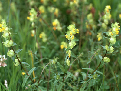 Yellow Rattle Seeds (Rhinanthus minor) — Northwest Meadowscapes