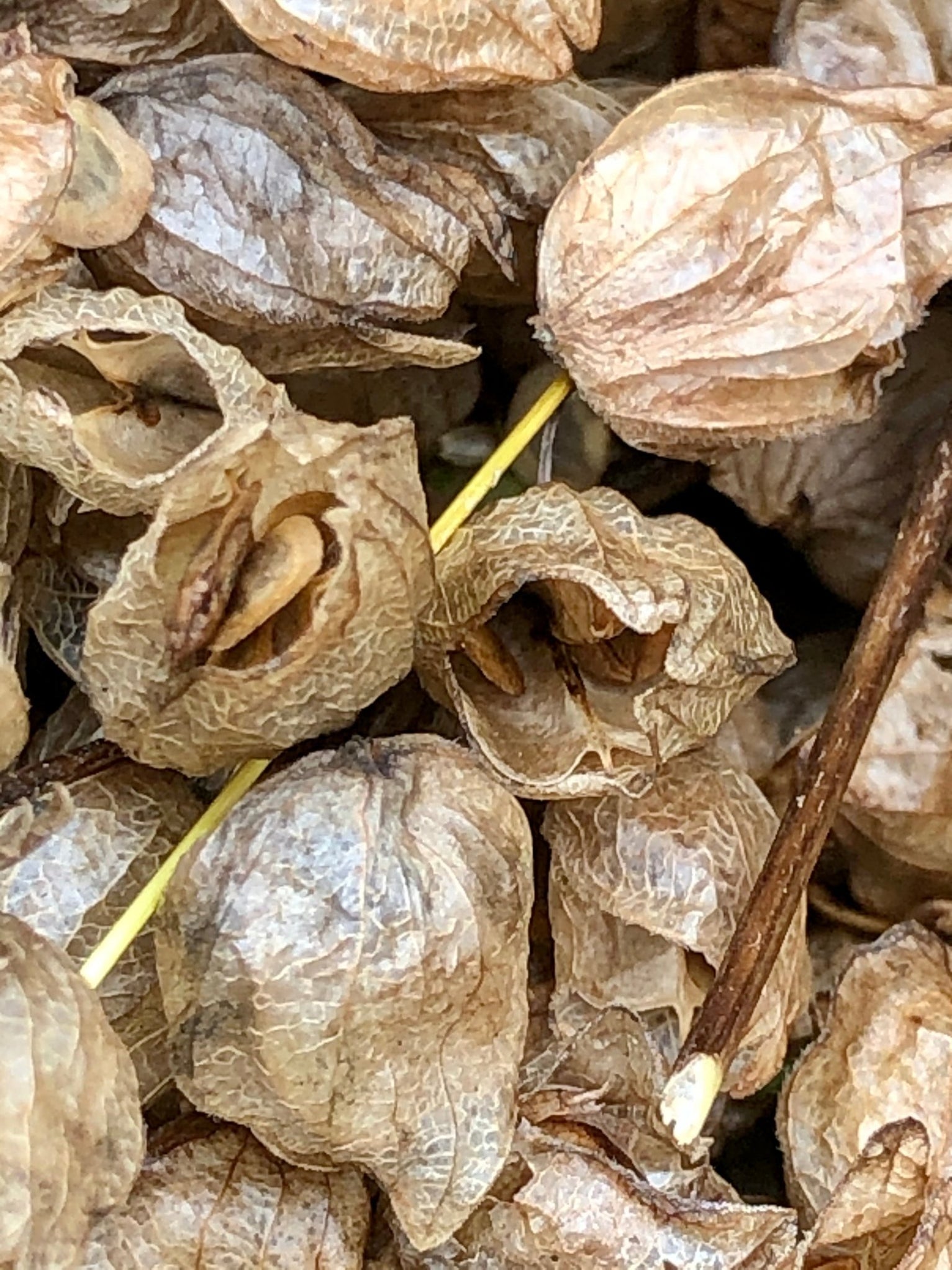 Yellow Rattle Seeds (Rhinanthus minor) — Northwest Meadowscapes