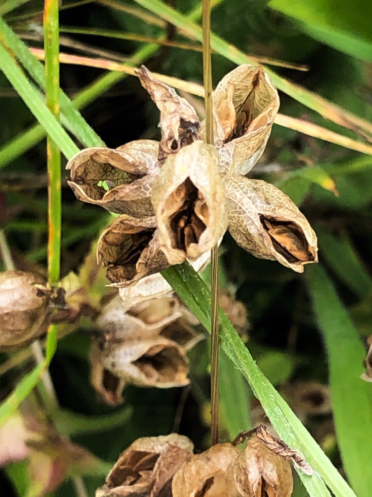 Yellow Rattle Seeds (Rhinanthus minor) — Northwest Meadowscapes